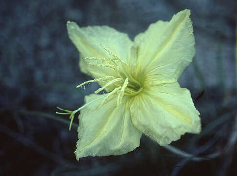 Imagem de Oenothera brachycarpa A. Gray