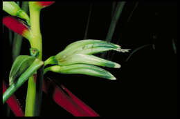 Image of Heliconia lasiorachis L. Andersson