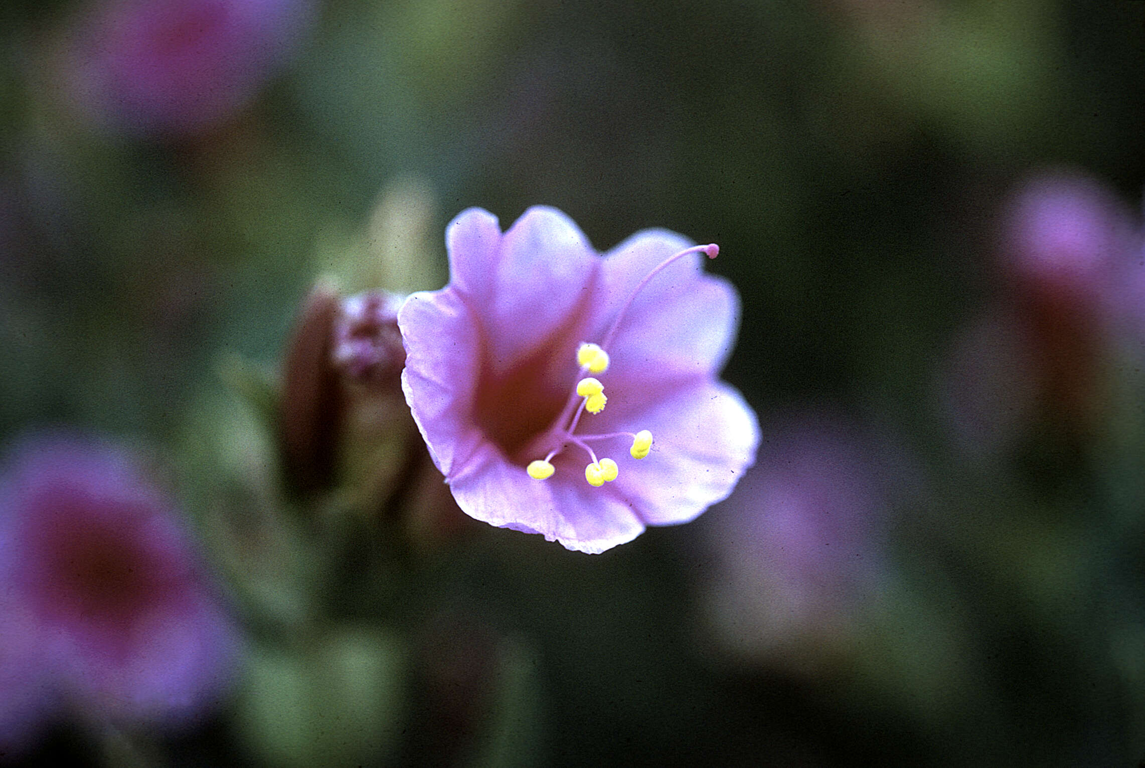 Image of Colorado four o'clock