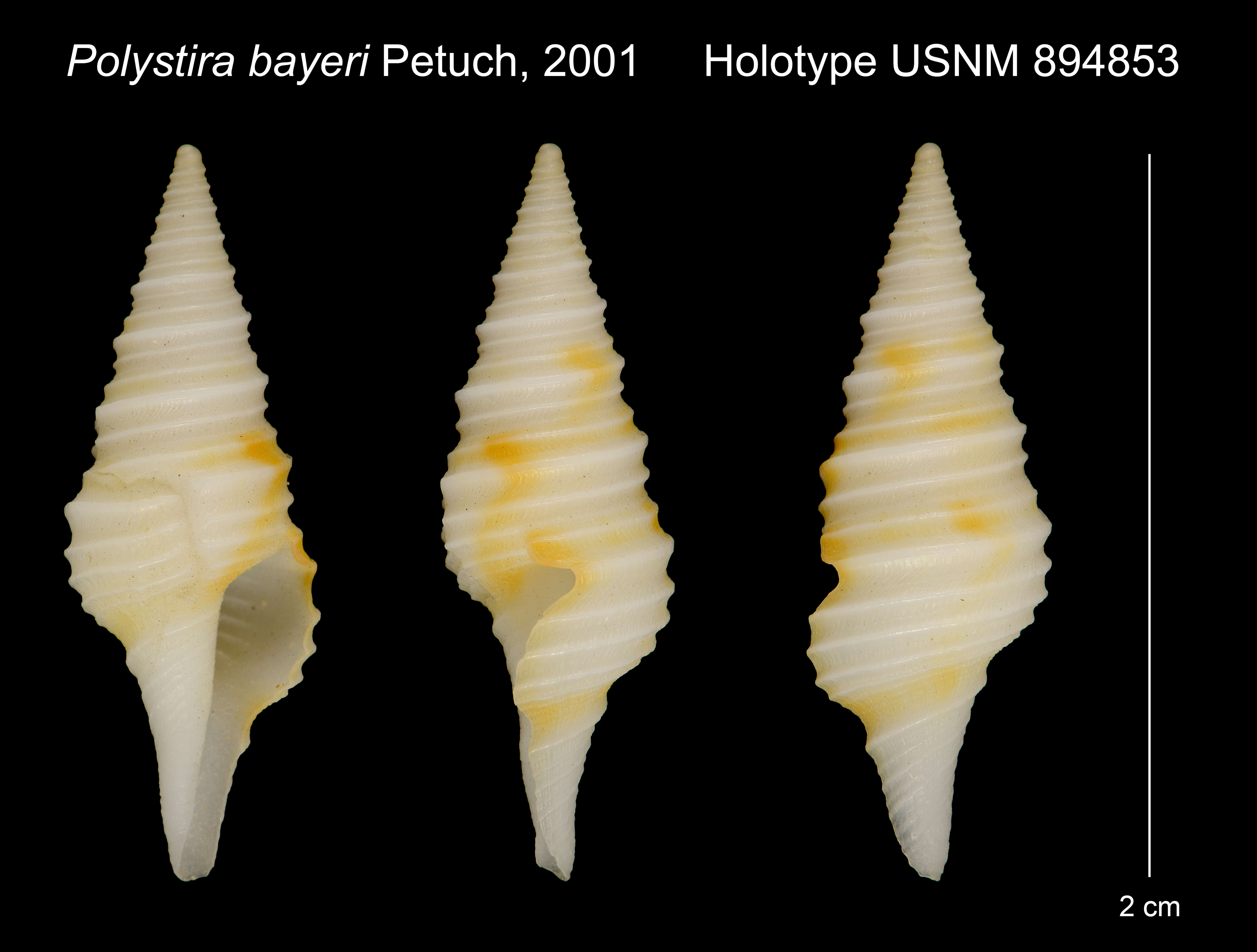 Image of Polystira bayeri Petuch 2001