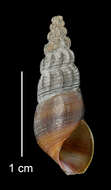 Image of Juga plicifera (I. Lea 1838)