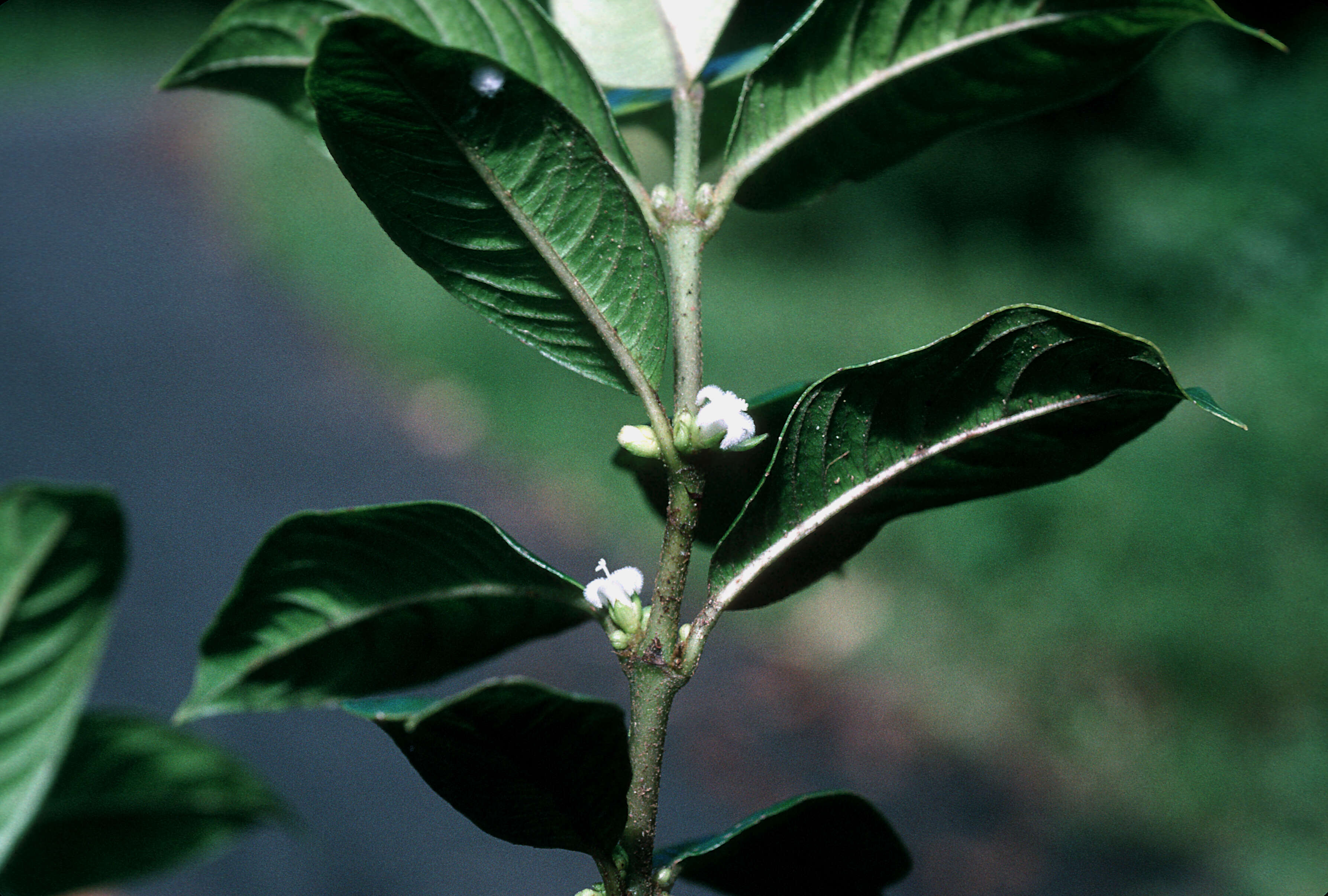 Lasianthus lanceolatus (Griseb.) Urb. resmi