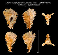 Image of Timbellus phyllopterus (Lamarck 1822)