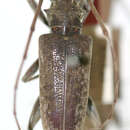 Image of Acalolepta neopommeriana (Breuning 1938)