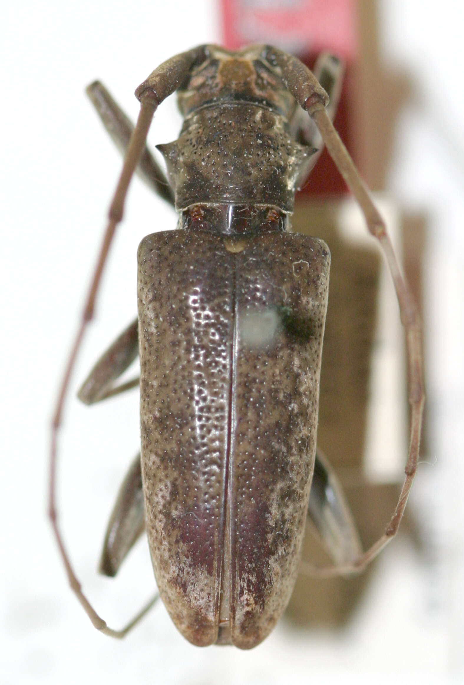 Image of Acalolepta neopommeriana (Breuning 1938)