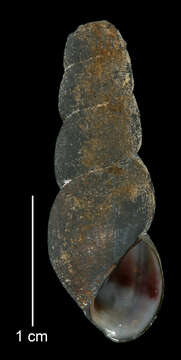 Image of Juga plicifera (I. Lea 1838)