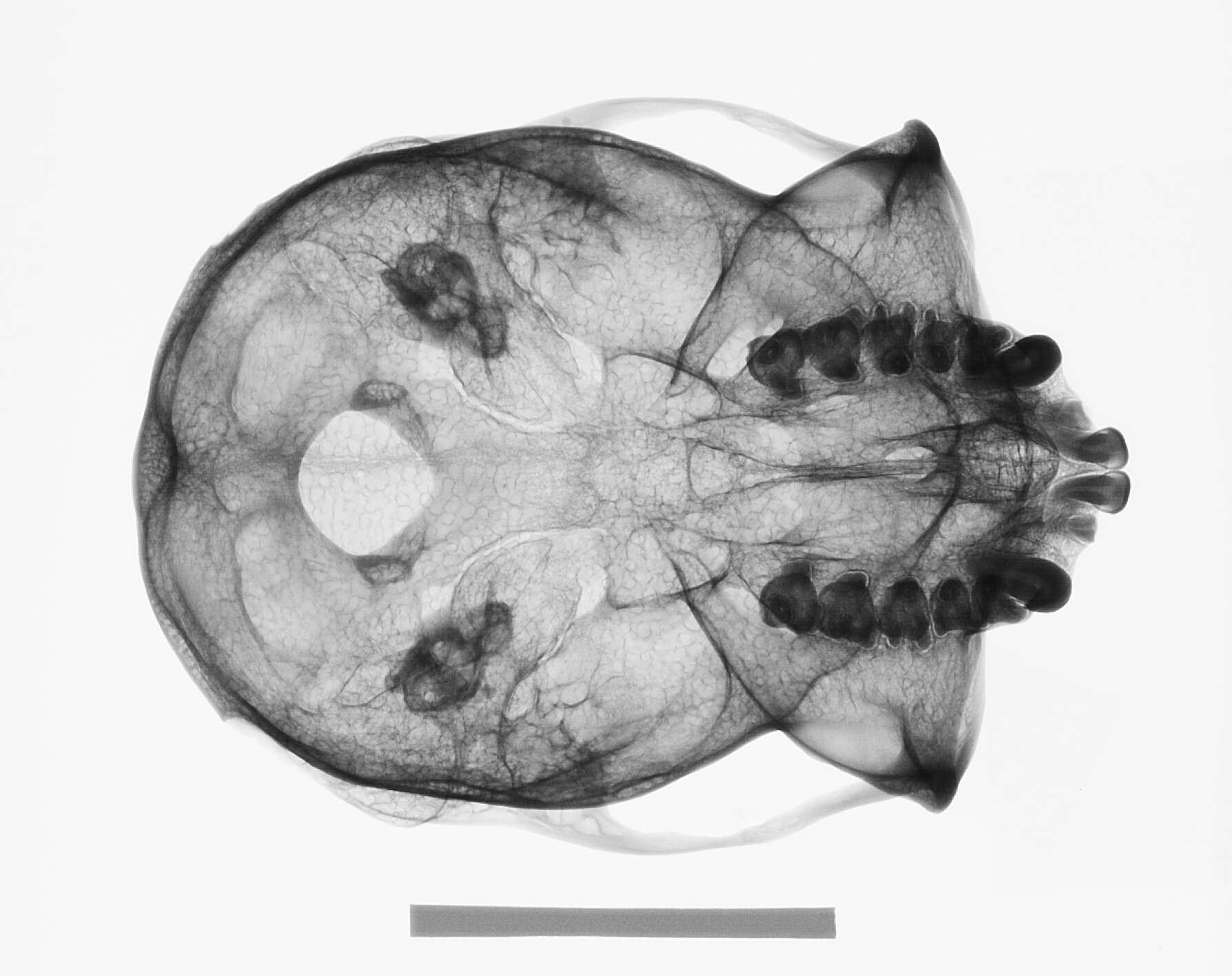 Image of Presbytis rubicunda rubida (Lyon 1911)