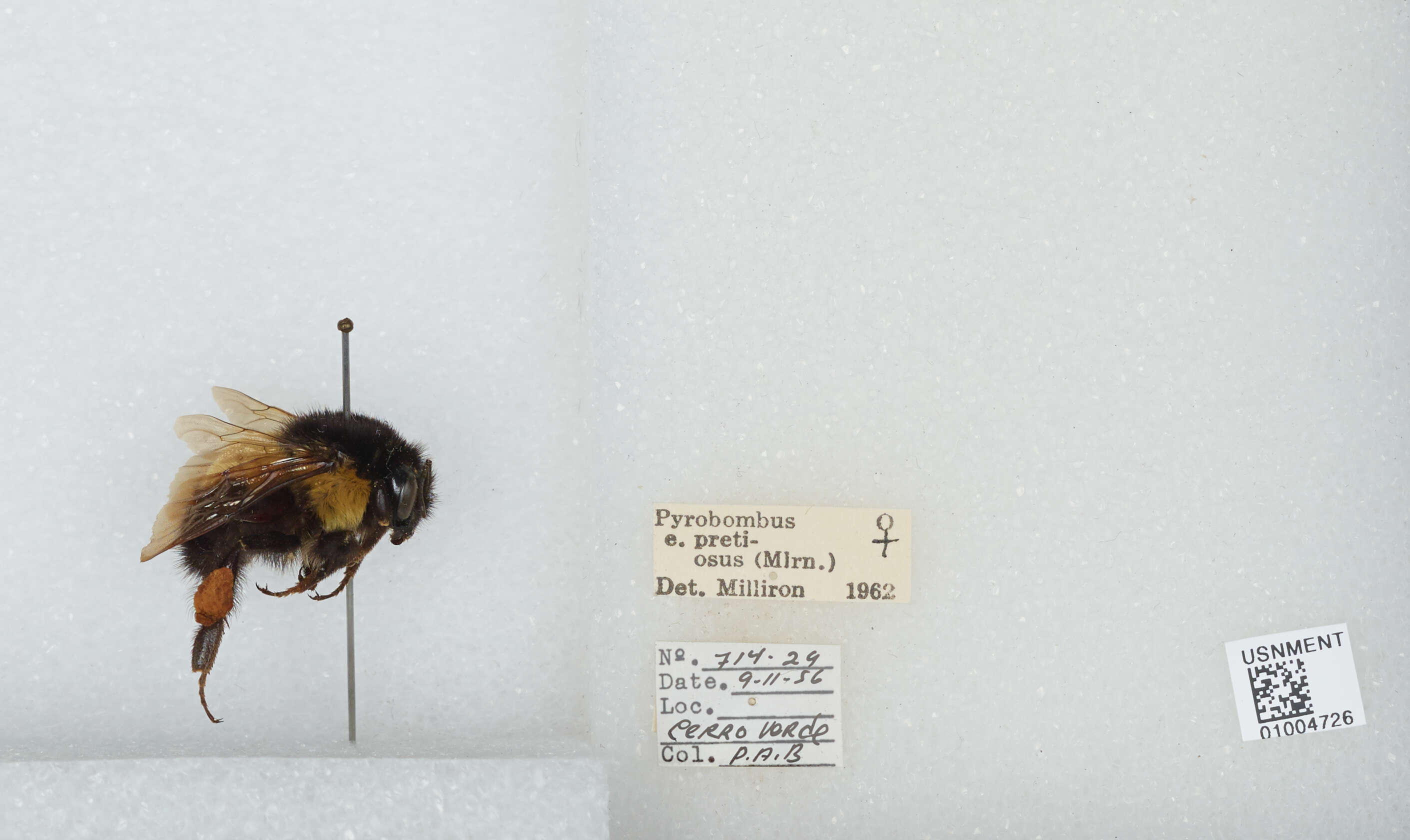 Bombus ephippiatus Say 1837 resmi