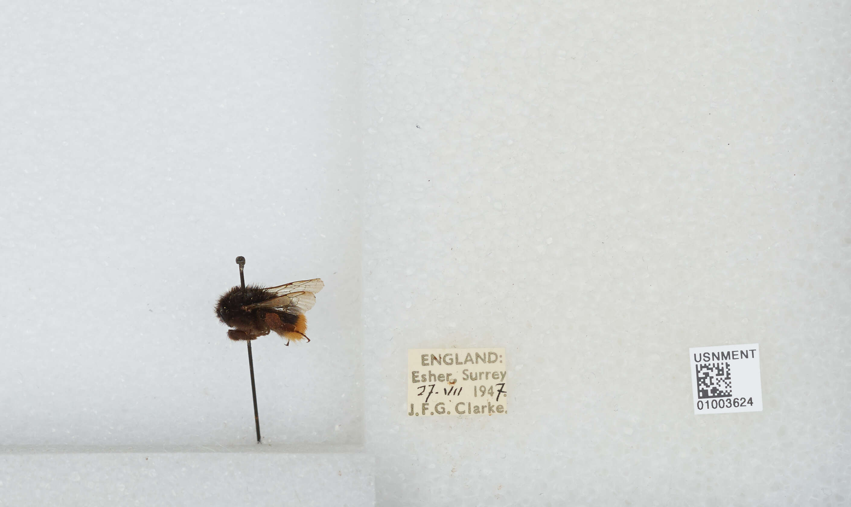 Image of Red tailed bumblebee