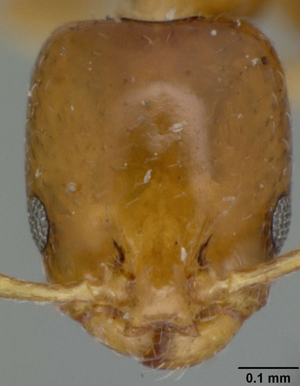 Image of Xenomyrmex stollii Forel 1885