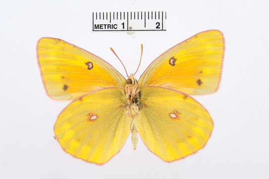 Image of Colias myrmidone (Esper 1781)