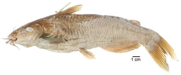 صورة Ictalurus lupus (Girard 1858)