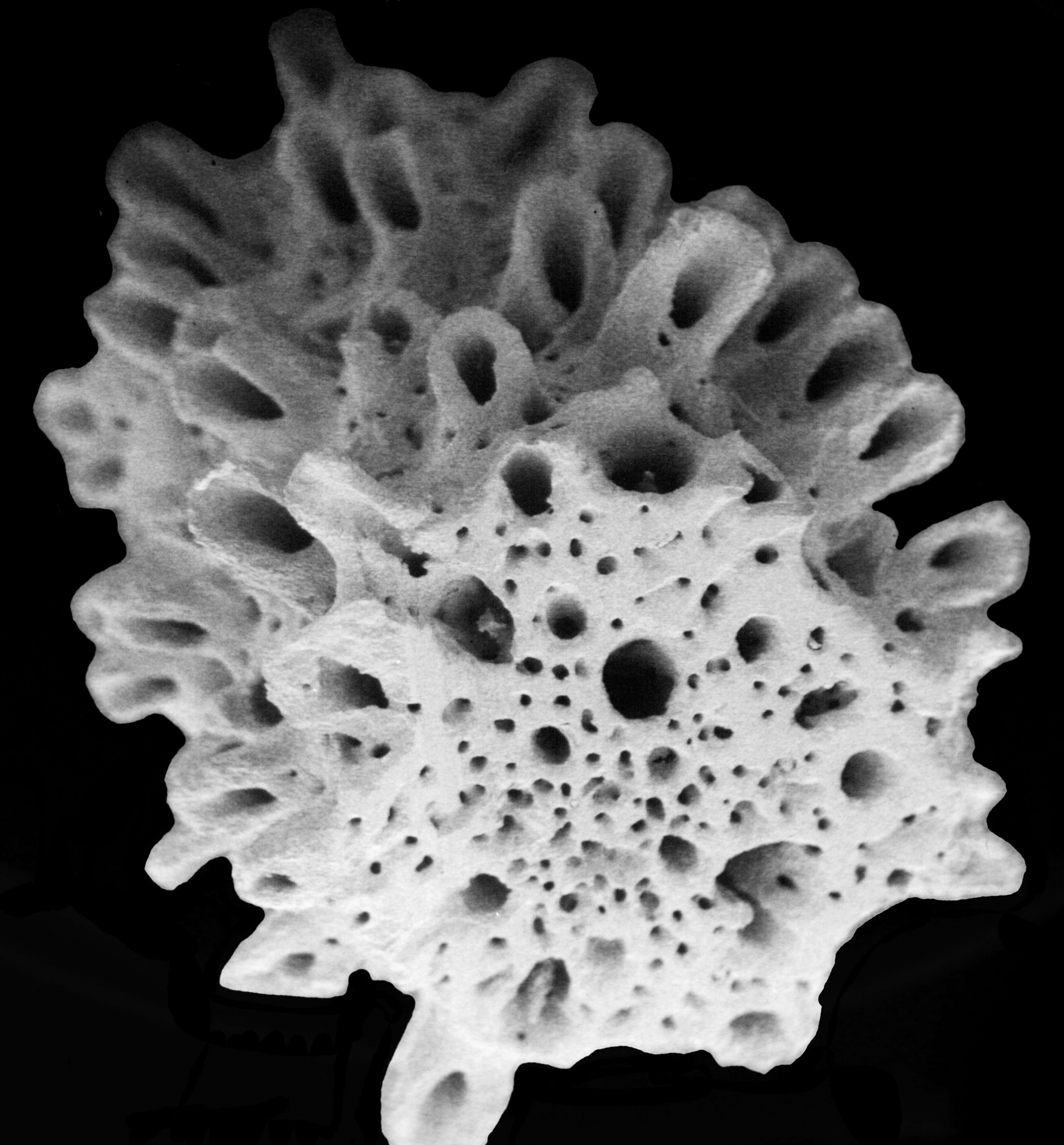 Image of Inferiolabiata lowei (Cairns 1983)