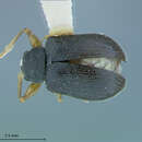 Image of Xanthonia monticola Staines & Weisman 2001