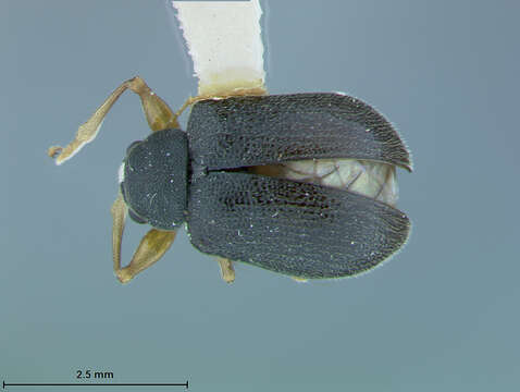 Image of Xanthonia monticola Staines & Weisman 2001