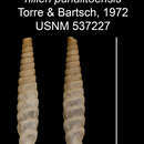 Image of Gongylostomella hilleri puralitoensis C. Torre & Bartsch 1972