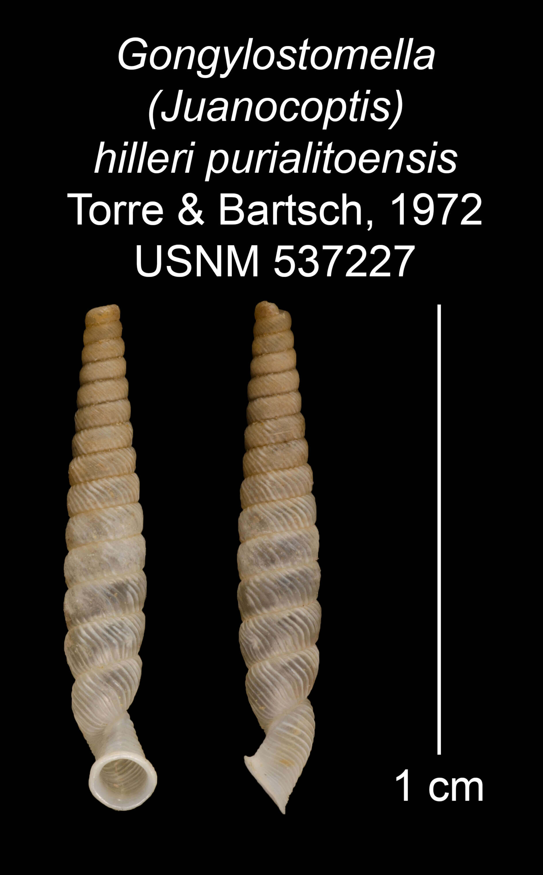 Image of Gongylostomella hilleri puralitoensis C. Torre & Bartsch 1972