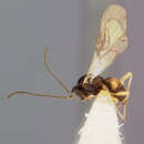 Image of Parasitoid wasp