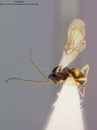 Image of Parasitoid wasp