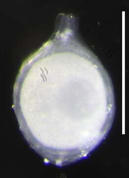 Image of Resomia dunni Pugh & Haddock 2010