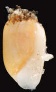 Acteocina canaliculata (Say 1826)的圖片