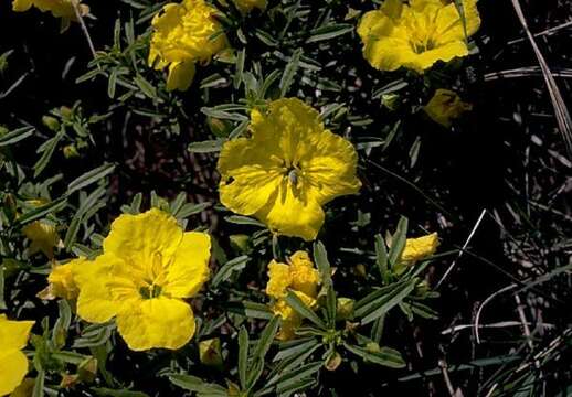 Image of Berlandier's sundrops