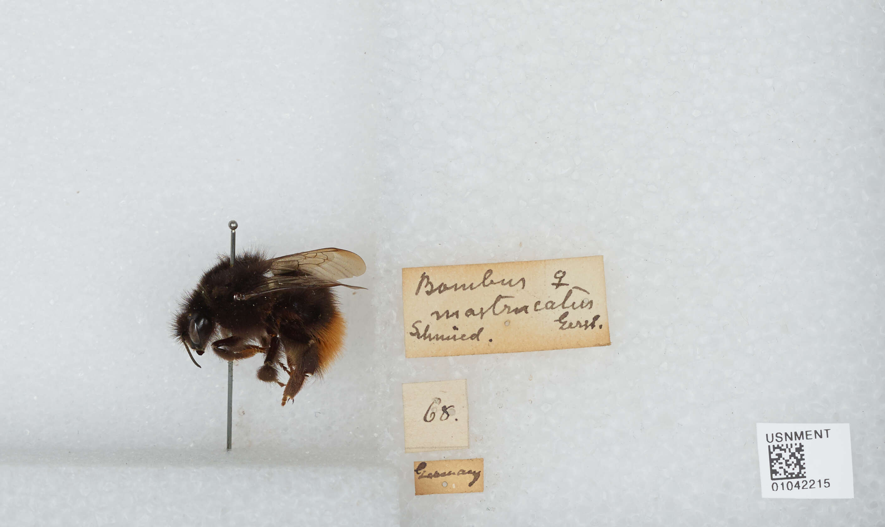 Plancia ëd Bombus wurflenii Radoszkowski 1860