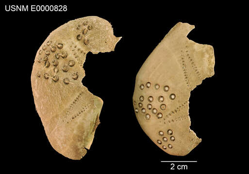 Image of Lovenia grisea A. Agassiz & H. L. Clark 1907