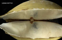 Image of Cuspidaria tenella E. A. Smith 1907