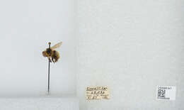 Image of Frigid Bumble Bee