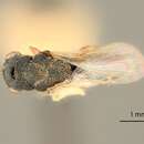 Image of Eurytoma fulva Bugbee 1941