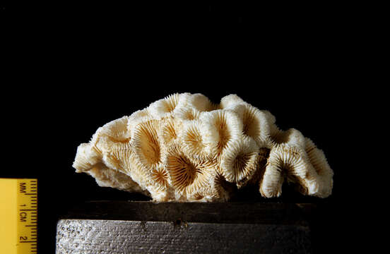 Image of larger star coral