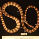 Image of Kloss' Sea Snake