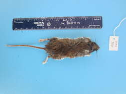 Image de Peromyscus maniculatus (Wagner 1845)