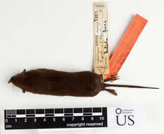 Image of Butiaba Naked-tailed Shrew