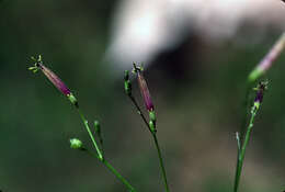 Image of Schwenckia elegans L. A. F. Carvalho