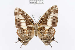 Imagem de Charaxes etesipe Godart 1824