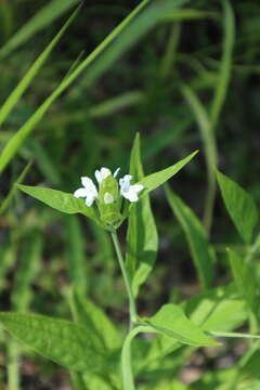 Image of Yellow Bractspike