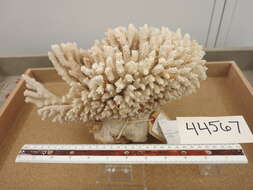 Image of Staghorn coral