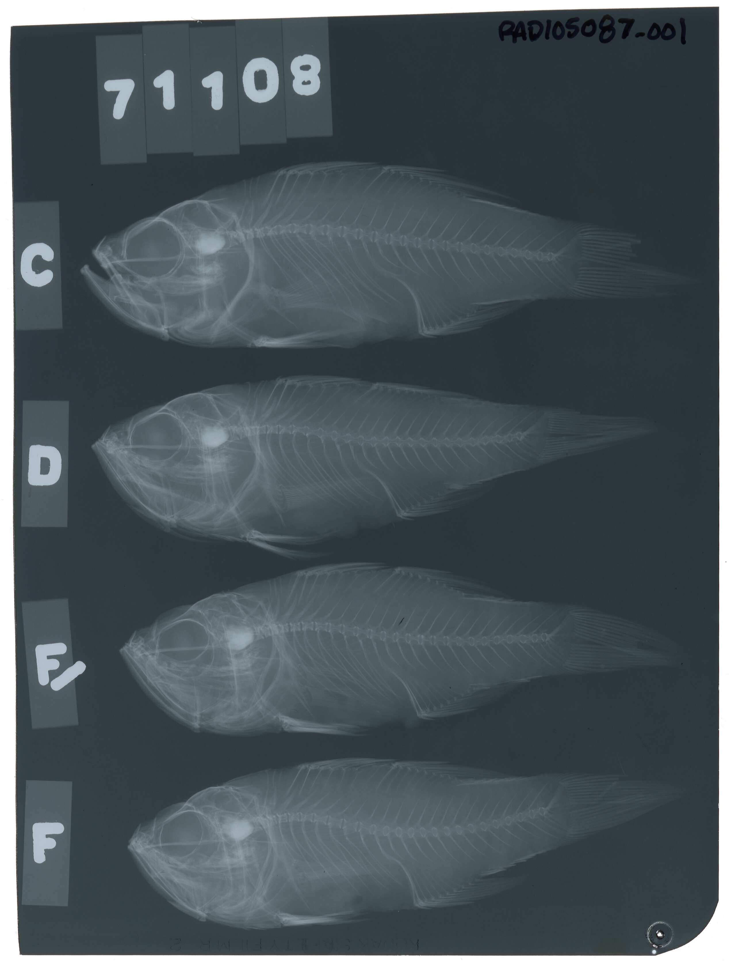 Image of Cardinal fish