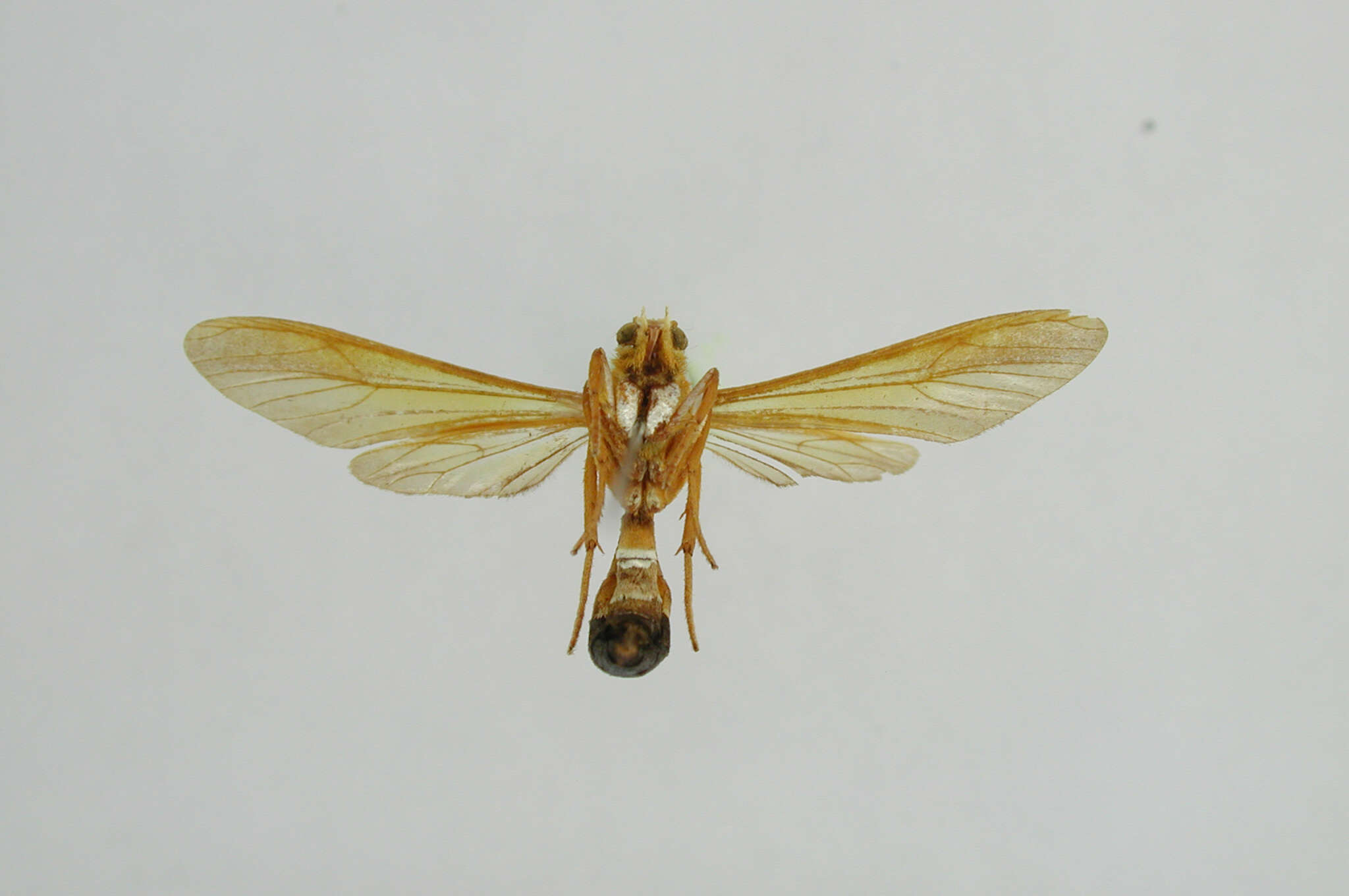 Image of Pseudosphex caurensis Klages 1906
