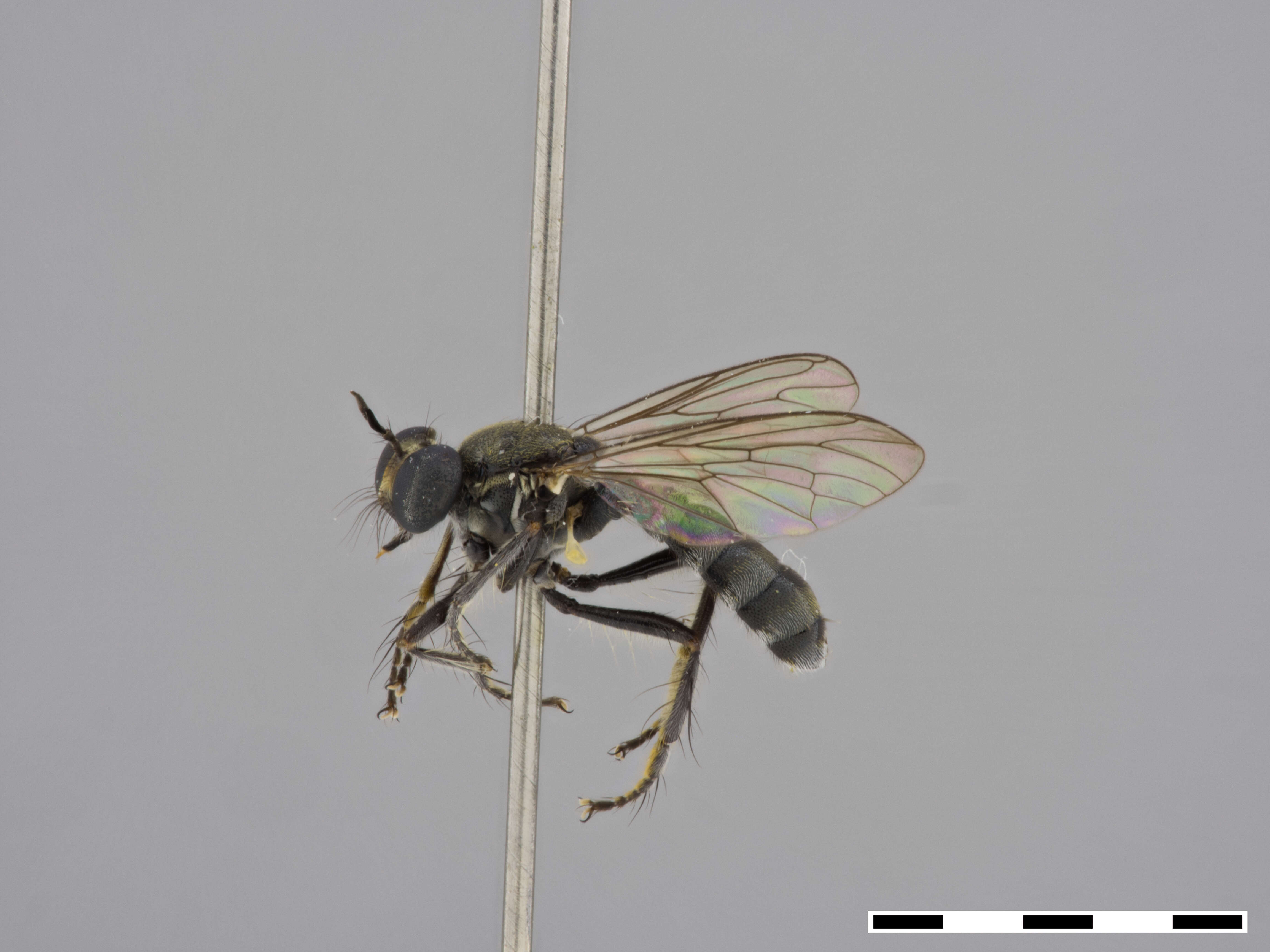 Image of Atoniomyia Hermann 1912