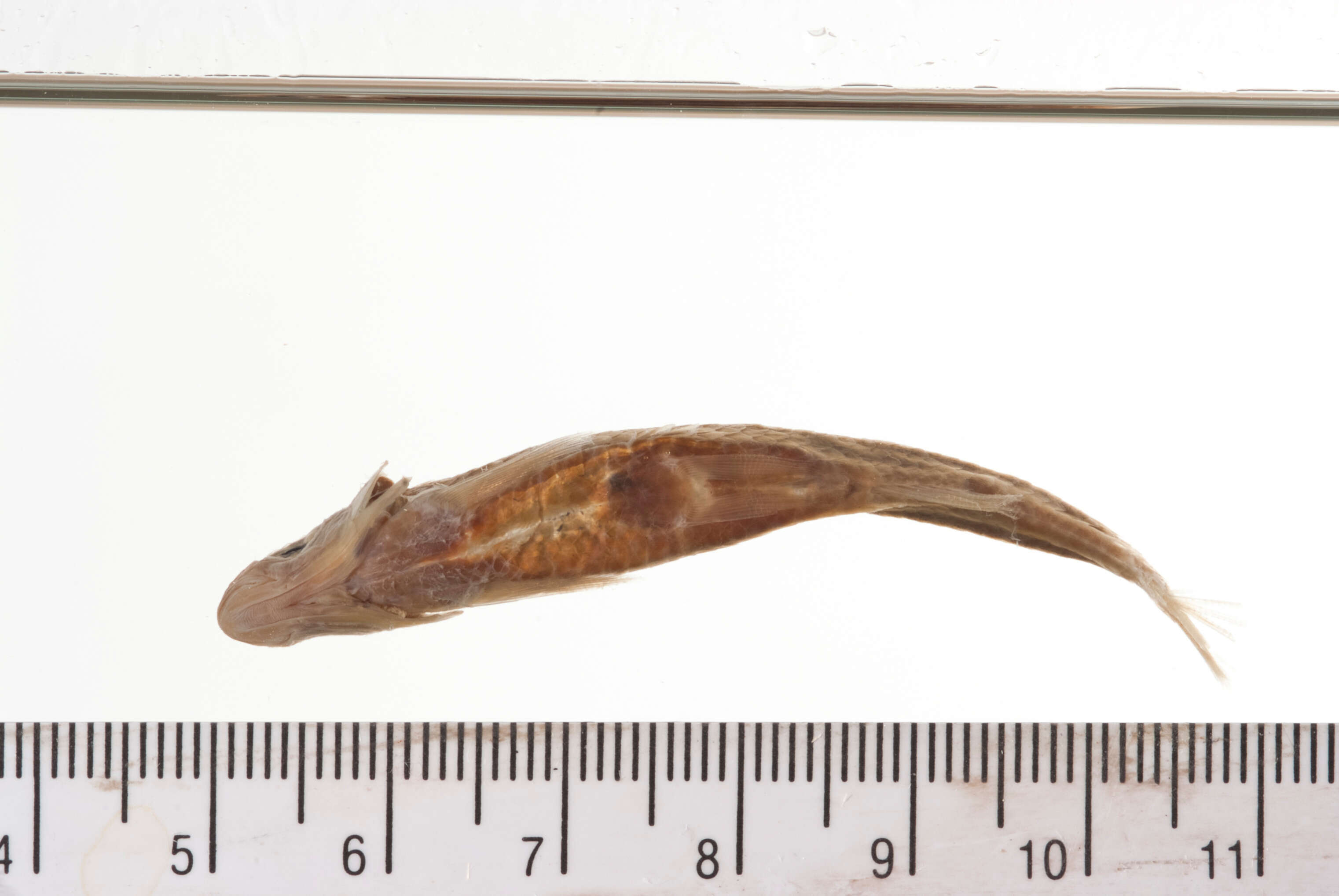 Sivun Notropis lutipinnis (Jordan & Brayton 1878) kuva