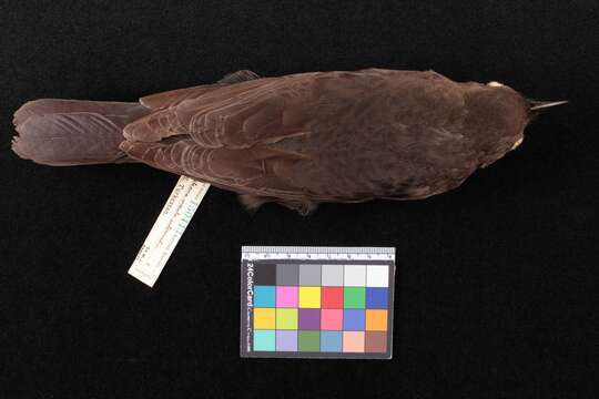 Turdus merula intermedius (Richmond 1896) resmi