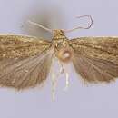 Image of Fernandocrambus oxyechus Clarke 1965