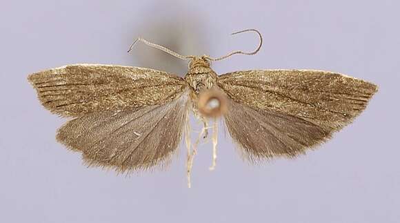 Image de Fernandocrambus oxyechus Clarke 1965