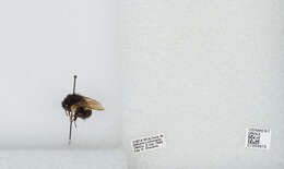 Bombus ephippiatus Say 1837 resmi