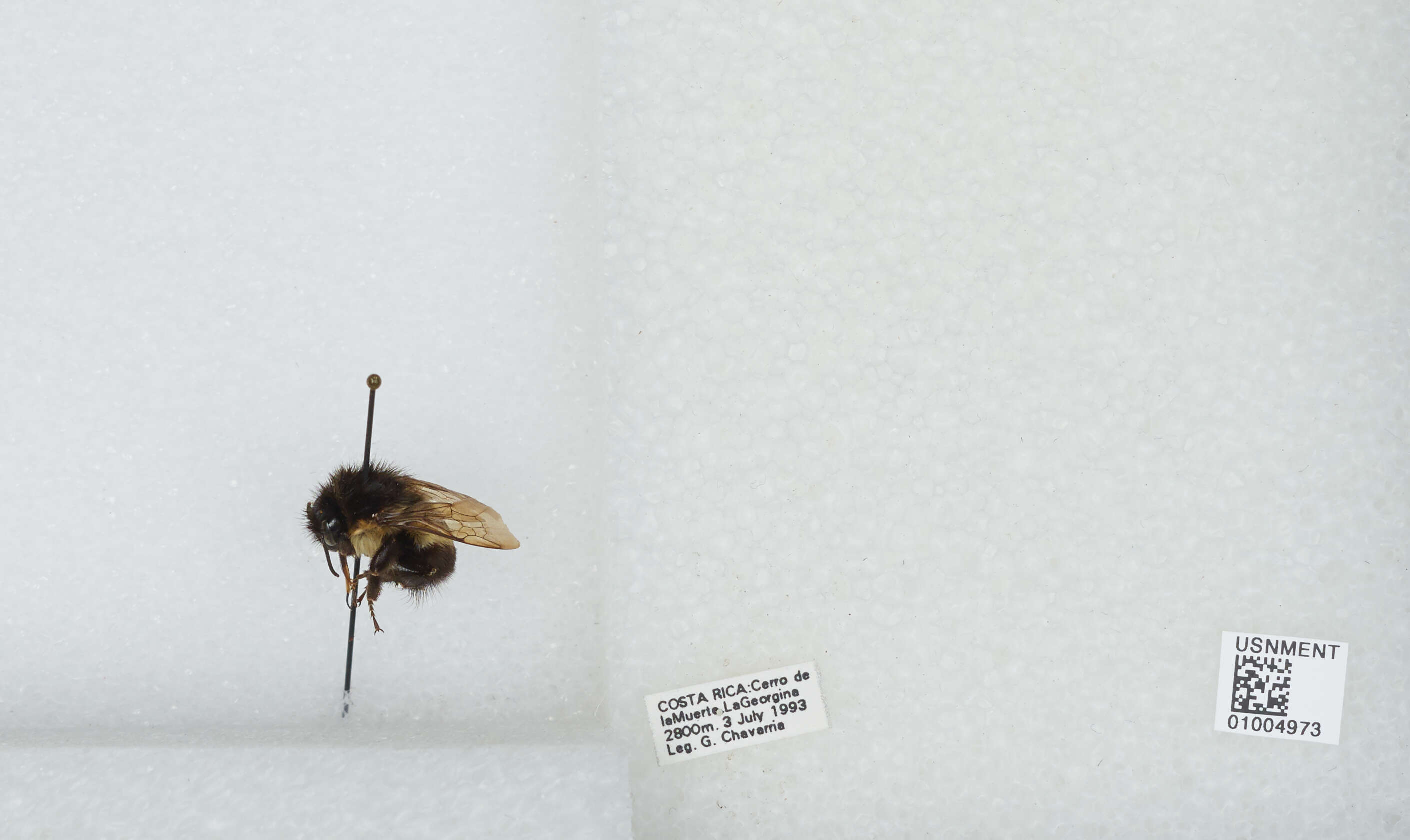 Bombus ephippiatus Say 1837 resmi