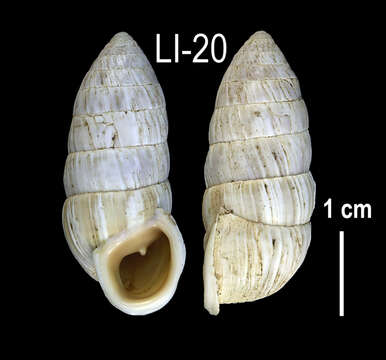 Image of <i>Cerion caerulescens</i>