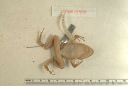Sivun Eleutherodactylus cundalli Dunn 1926 kuva